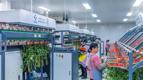 來看云南這座超級 鮮花工廠 里的高科技