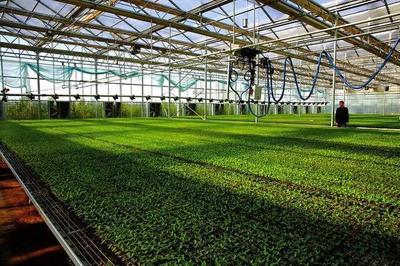 漫談|設(shè)施農(nóng)業(yè)如何在快速的科技發(fā)展中優(yōu)化升級?