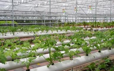 河南省信陽市光山縣鑫晟隆現(xiàn)代農(nóng)業(yè)科技園項目