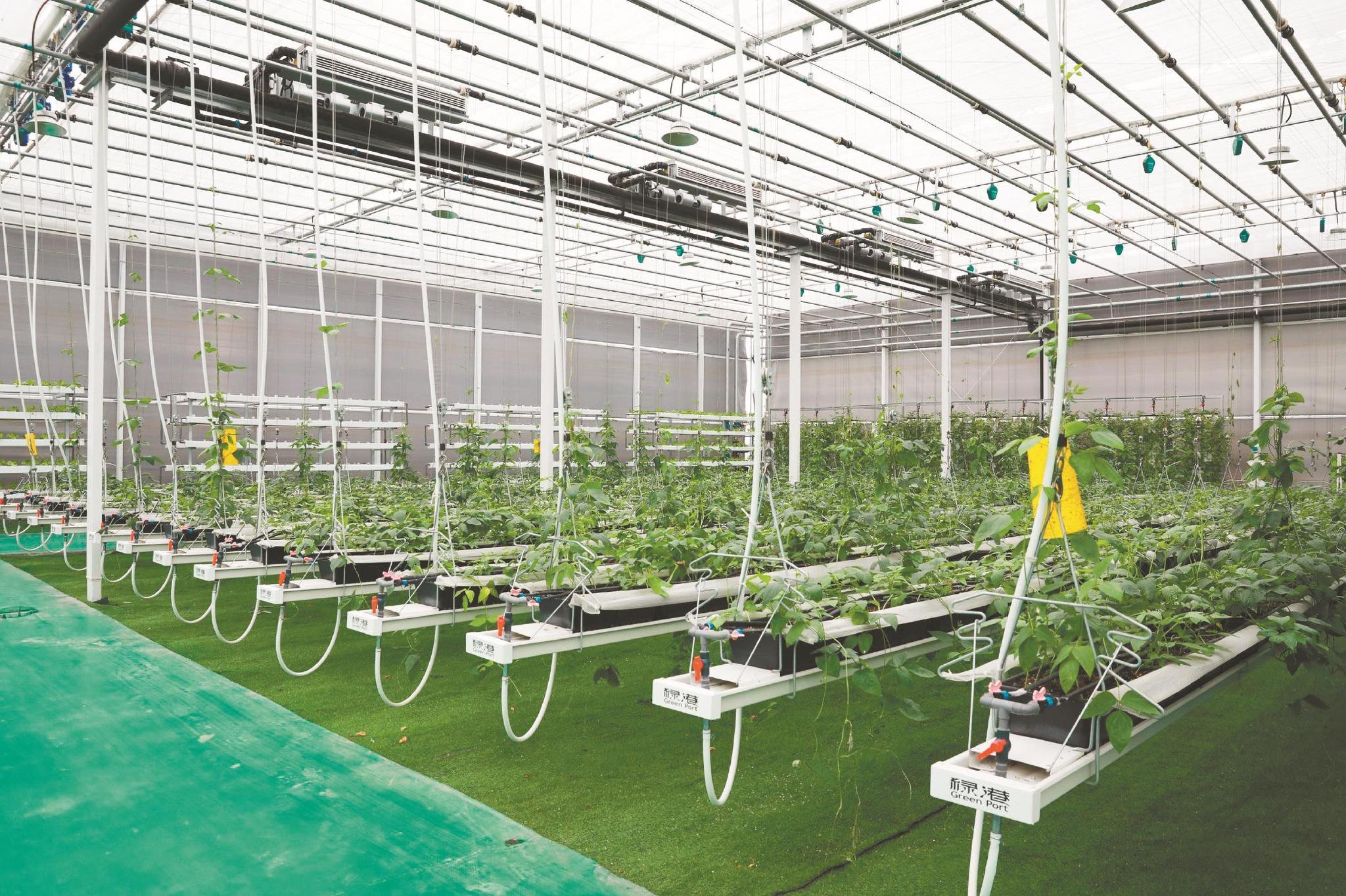 蒙城縣興農綠港現代農業科技產業園智能溫室無土栽培場景.