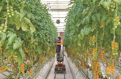 現代農業科技園的工作人員正在采摘西紅柿。