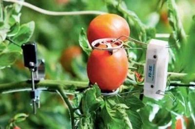 巧婦能為無米之炊——以色列的農業科技革命