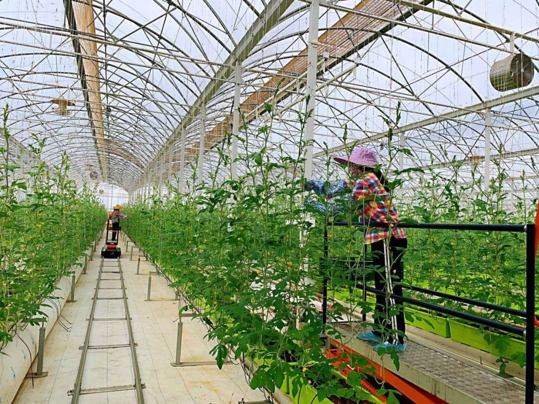 厲害了！張北華大科技農業產業扶貧項目與戰海鄉多個村簽約，攜手容業科技助力鄉村振興